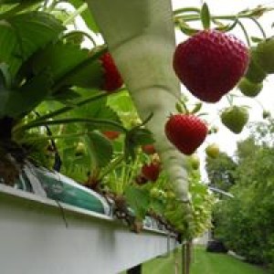 Aardbeien planten in pot , Deze planten geven heerlijke aardbeien