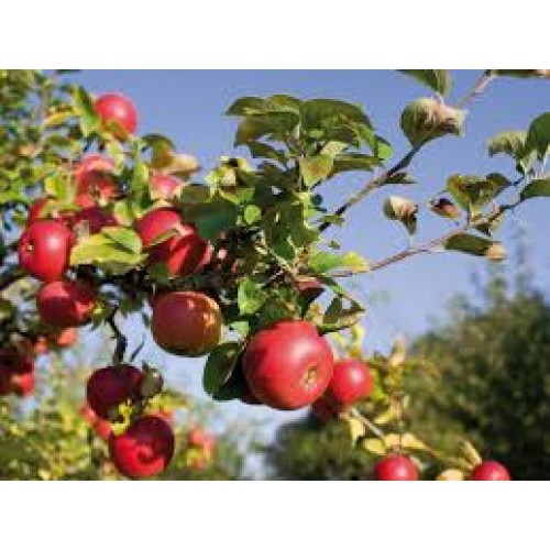 Delcorf nieuwe oogst Hollandse appels 1 kilo